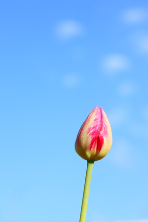 little bud of the red tulip over the blue sky backgroundの写真素材