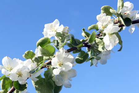a branch of the blossom apple tree over the blue sky backgroundの写真素材