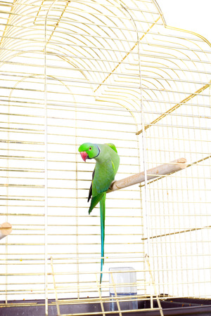 big green parrot in the cage