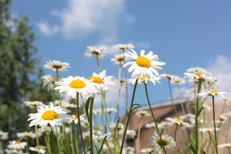many bright camomile flowers over the blue backgroundの写真素材