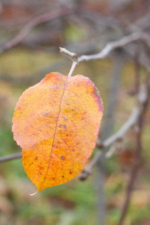 yellow fall leaf on the treeの写真素材