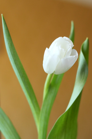 white tulip over the beige backgroundの写真素材