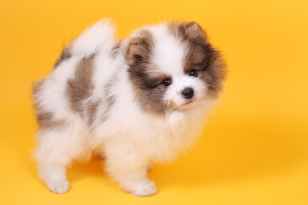 cute little spitz puppy closeupの写真素材