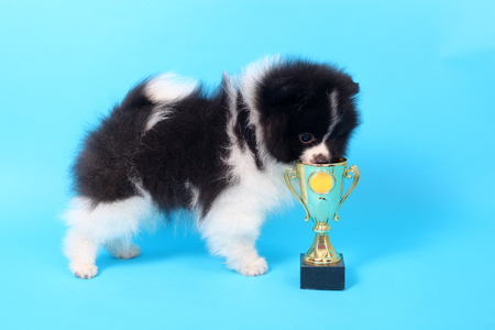 cute little spitz puppy with the winner cupの写真素材