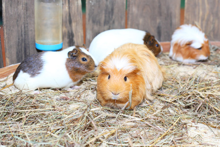 cute orange little cavy closeup