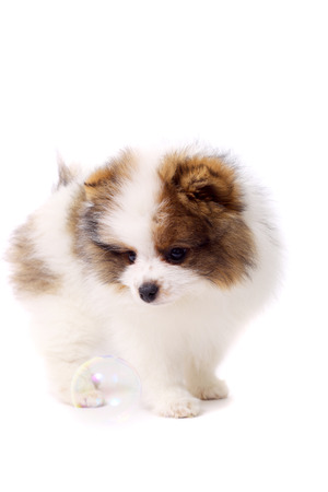 cute little spitz puppy with the soap bubblesの写真素材