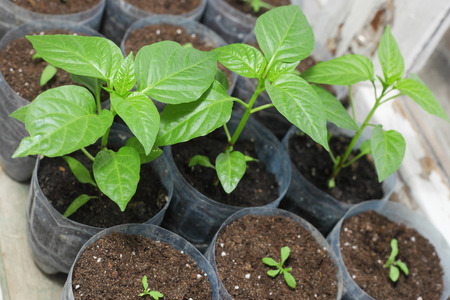 sweet pepper spring green sprouts closeupの写真素材