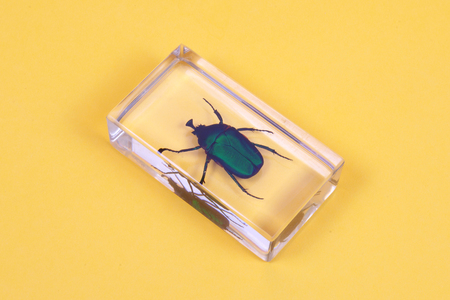 green cockchafer inside the plastic case