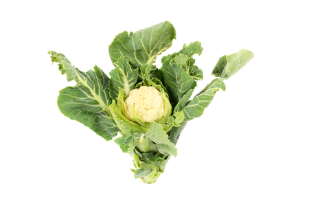 small head of the cauliflowerの写真素材