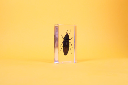 beetle inside the plastic caseの写真素材