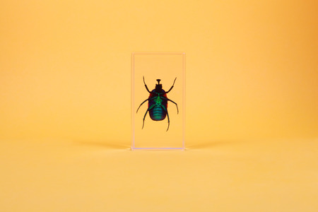 green cockchafer inside the plastic caseの写真素材