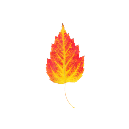 yellow and red maple leaf closeup