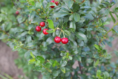 ripe cherries in the gardenの写真素材