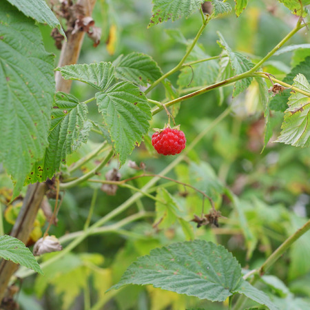 raspberry plant in summer closeup
