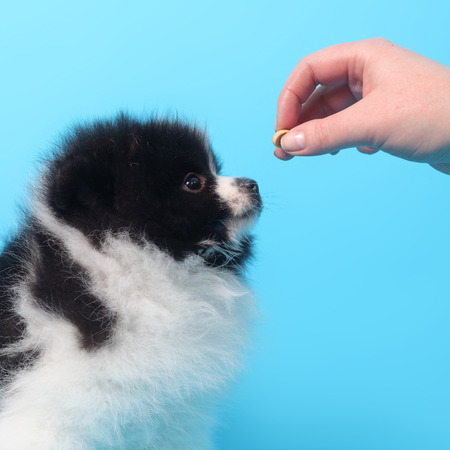 cute little spitz puppy feedingの写真素材