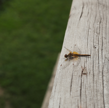 beautiful dragonfly on the wooden surfaceの写真素材