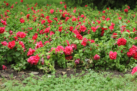 pink flowers on the green grass backgroundの写真素材