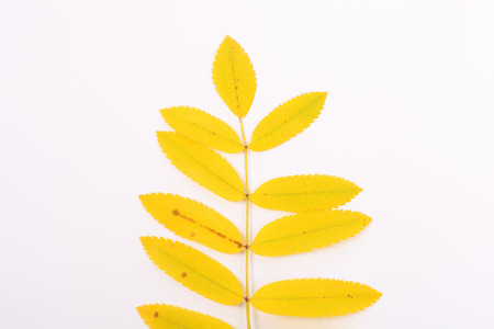 red bright rowan leaves closeupの写真素材