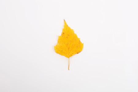 yellow bright birch leaf closeupの写真素材