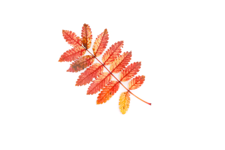 orange bright rowan leaves closeupの写真素材