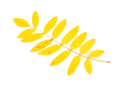 red bright rowan leaves closeupの写真素材