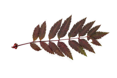 red bright rowan leaves closeupの写真素材