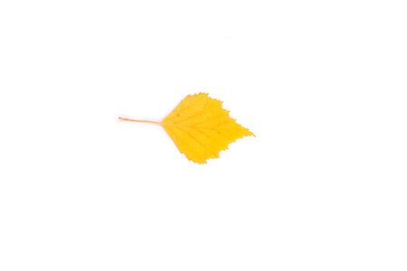 yellow bright birch leaf closeupの写真素材