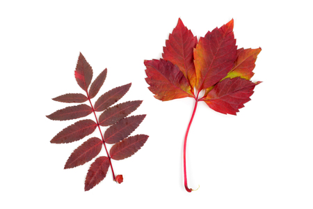 red bright rowan and maple leaves closeupの写真素材