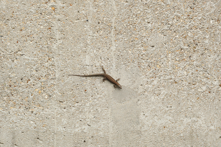 small lizard on the wallの写真素材