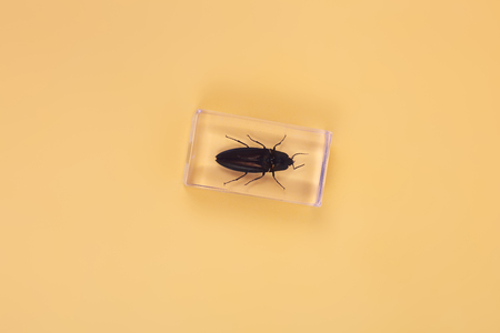 beetle inside the plastic case
