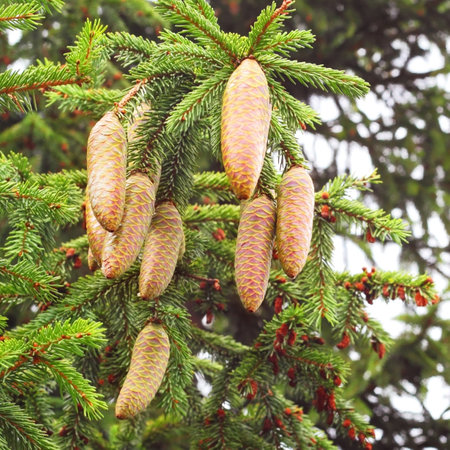 green fir tree with the big cones, background for christmas and newyear cardsの写真素材
