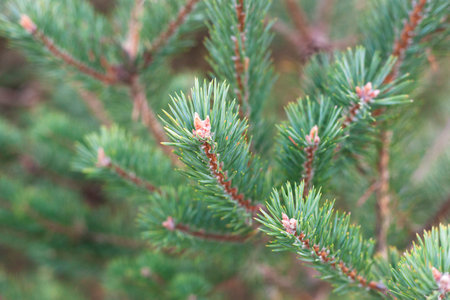 branches of a fir-tree in a forest, symbol of New Year, side viewの写真素材