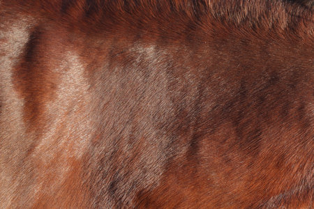 light brown horse skin backgroundの写真素材