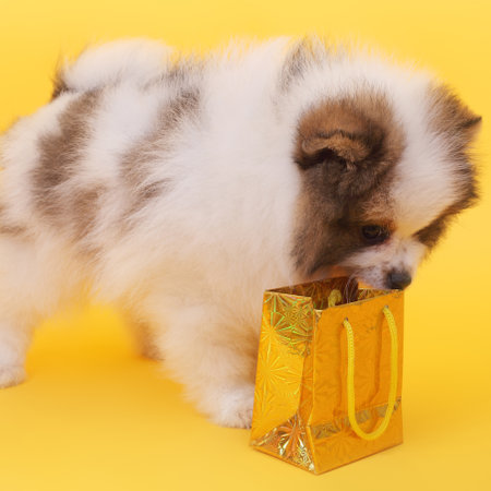cute puppy with the holiday parcelの写真素材