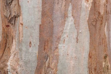natural brown wooden tree trunk backgroundの写真素材