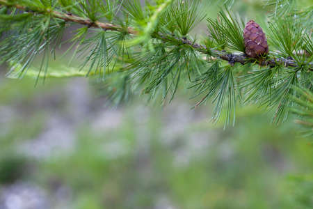 small pine cone growing on a tree in a forestの写真素材