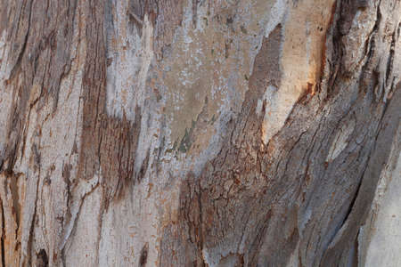 Natural brown wooden tree trunk background closeupの写真素材