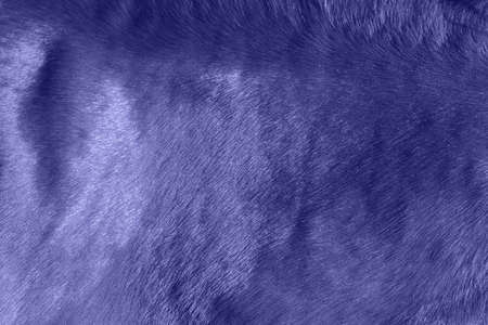 light brown horse skin backgroundの写真素材