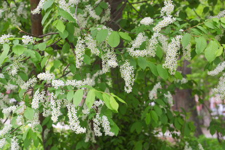 white bird cherry tree closeupの写真素材