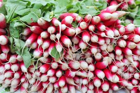 fresh organic farm radish at the market closeupの写真素材