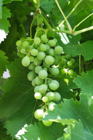 bunch of grapes, beginning of maturation of grapes, vineyard in the sunの写真素材