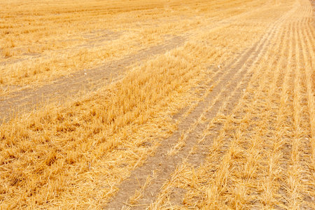 agricultural hay meadows after harvest in summerの写真素材