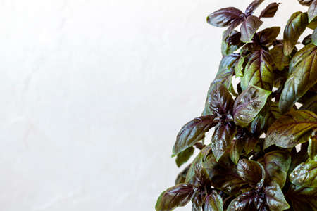 Red basil plant on the light grey backgroundの写真素材