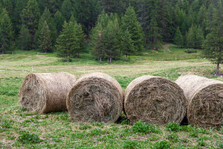 Stacks of dry herbs in a forest
