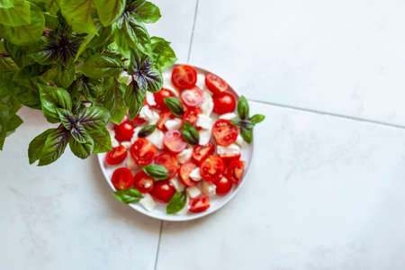 Home garden basil plant over a portion af a caprese saladの写真素材