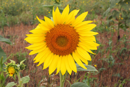 Big bright yellow sunflower in a fieldの写真素材