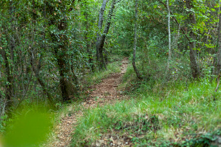 Wild path in a green summer forestの写真素材