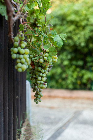 big cluster of green grapes on a vine tree growing near a barrierの写真素材