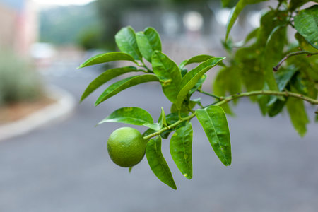 unripe lemon fruit growing on a lime treeの写真素材