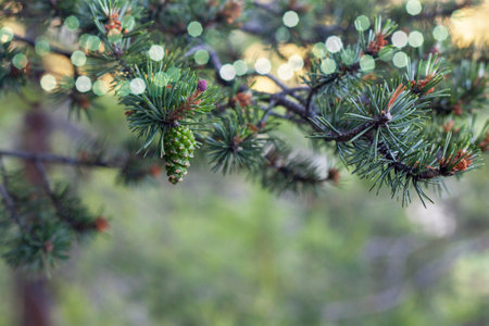 small pine cone growing on a tree in a forestの写真素材